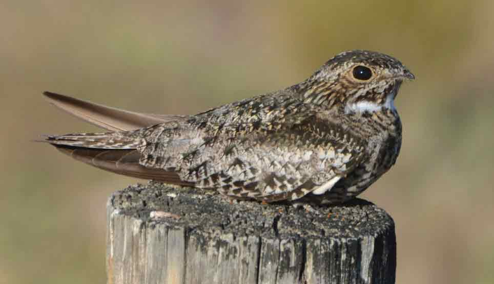 Common Nighthawk