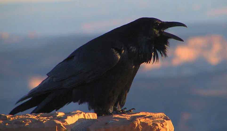 Common Raven