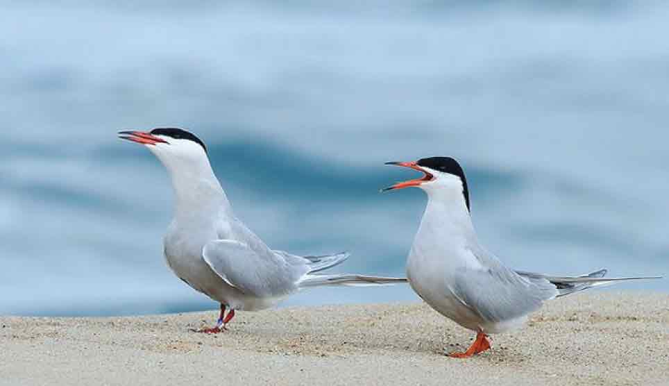 Common Tern