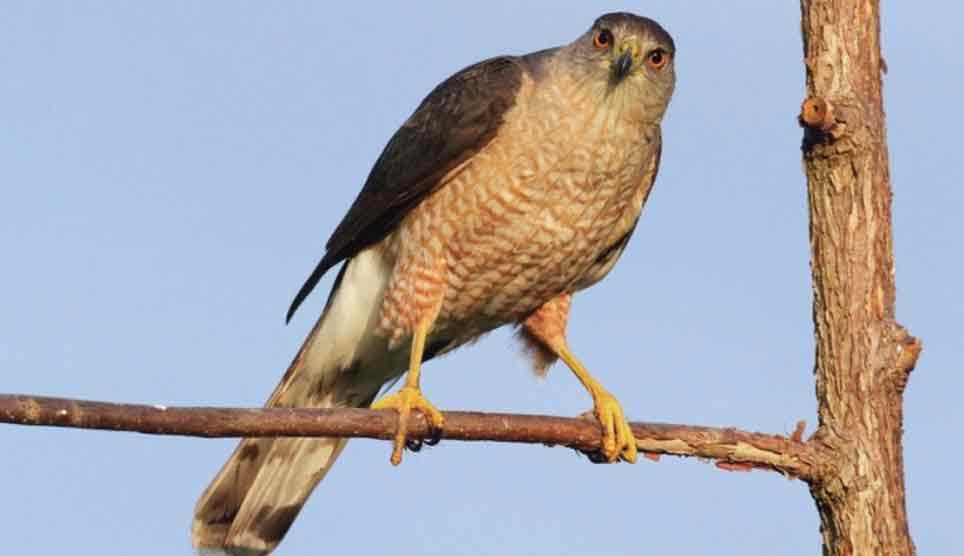 Cooper's Hawk