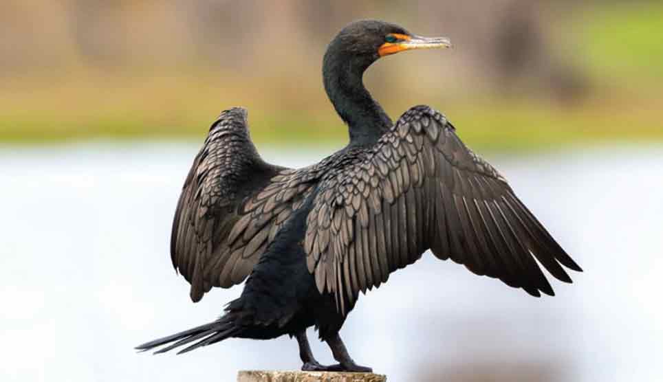 Double-Crested Cormorant