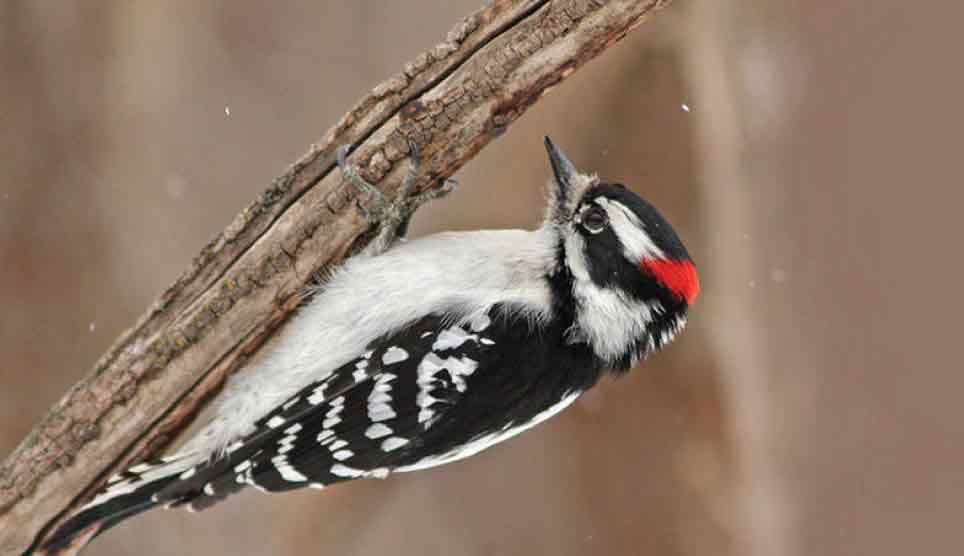 Downy Woodpecker