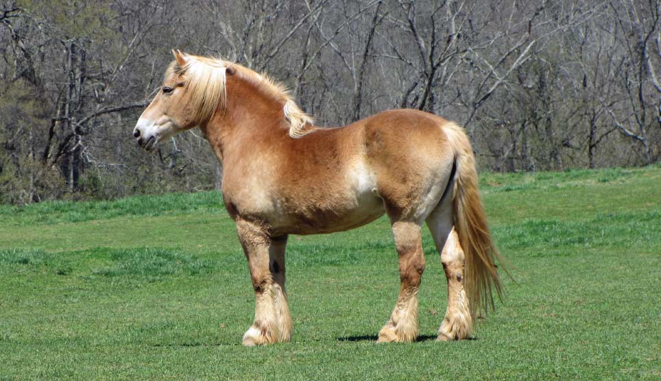 Draft Horse 