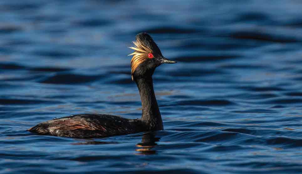 Eared Grebe