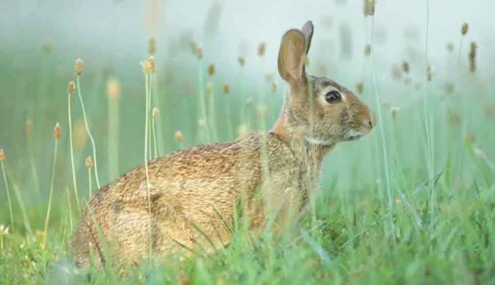 Eastern Cottontail