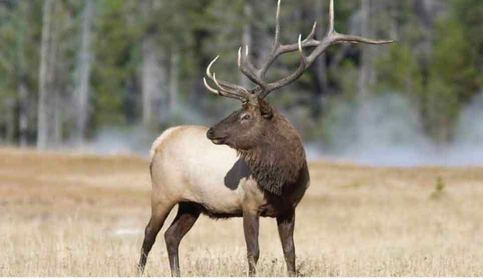 Elk