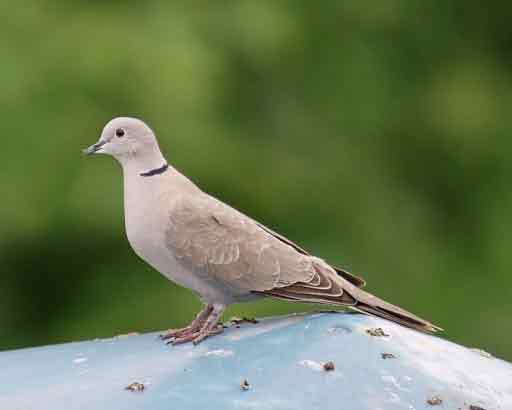 Eurasian Collard-Dove