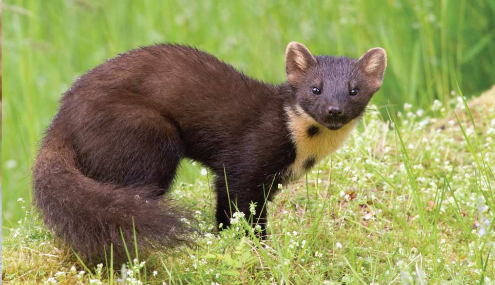 European Pine Marten