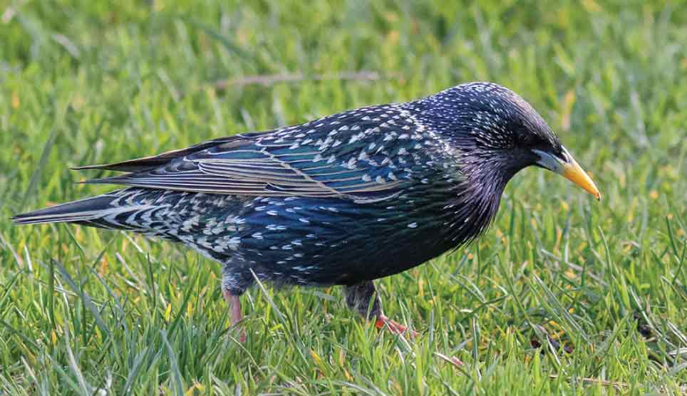 European Starling