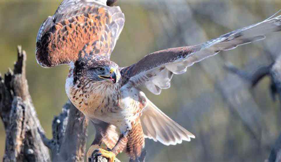 Ferruginous Hawk