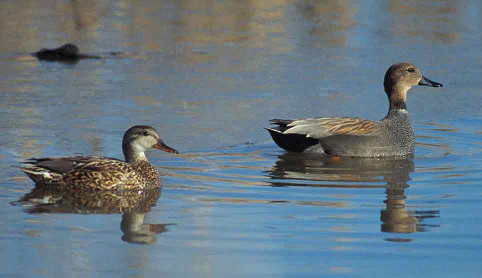 Gadwall