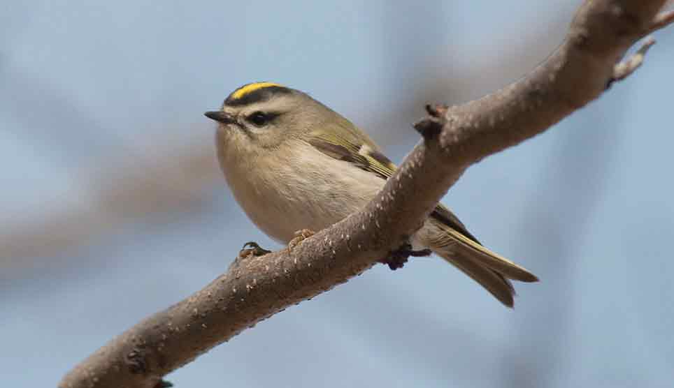 Golden-Crowned Kinglet