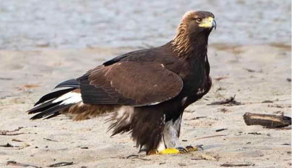 Golden Eagle