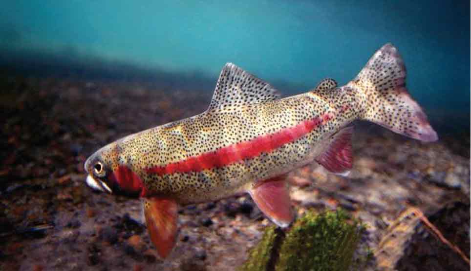 Great Basin Redband Trout