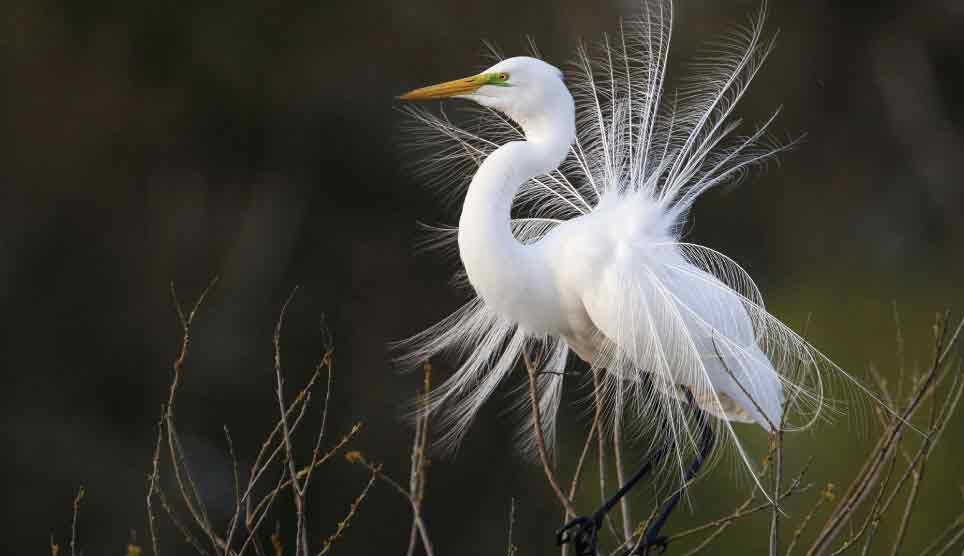 Great Egret