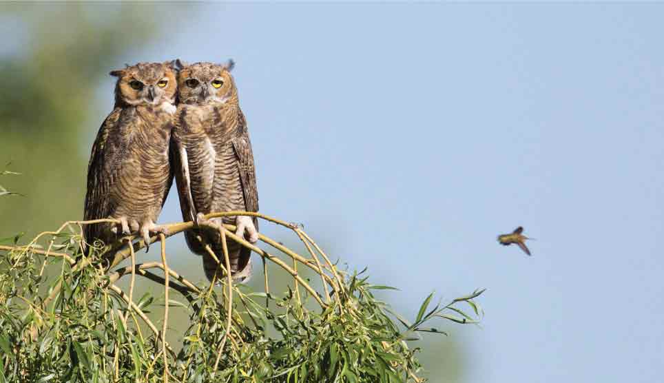 Great Horned Owl