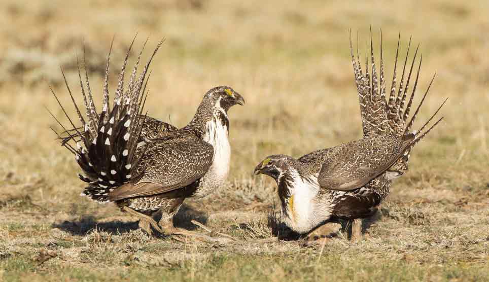 Greater Sage-Grouse