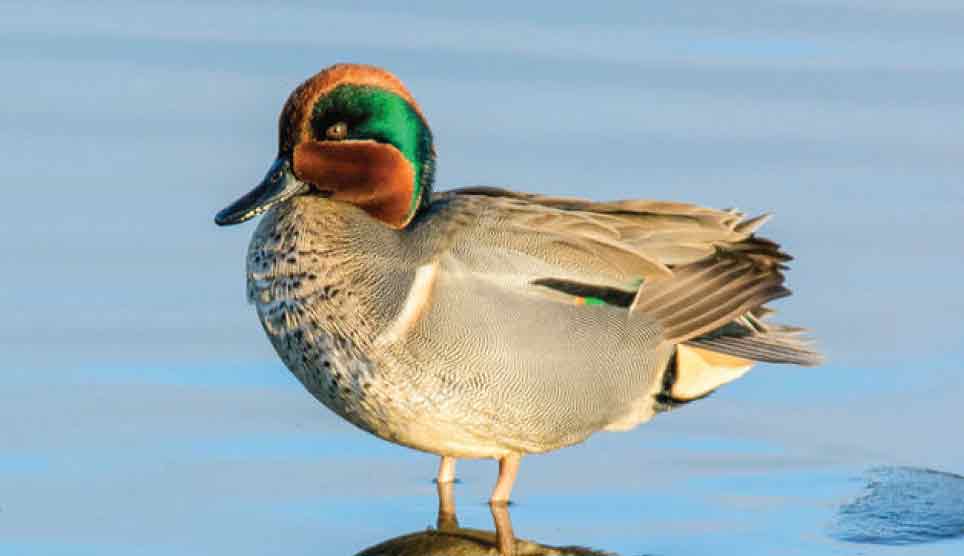 Green-Winged Teal