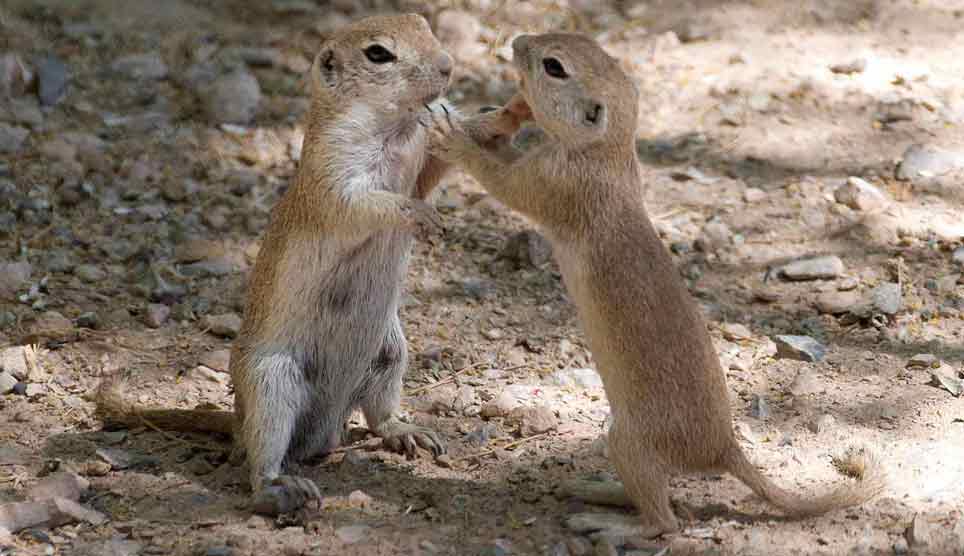 Belding's Ground Squirrel