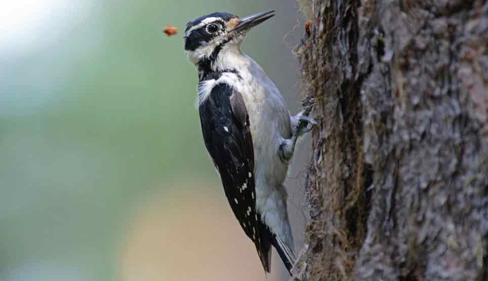 Hairy Woodpecker