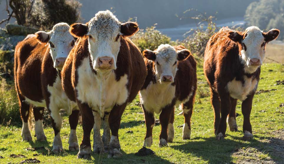 Hereford Cow 