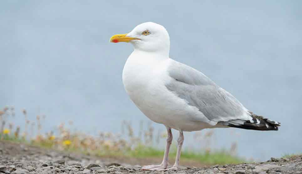 Herring Gull