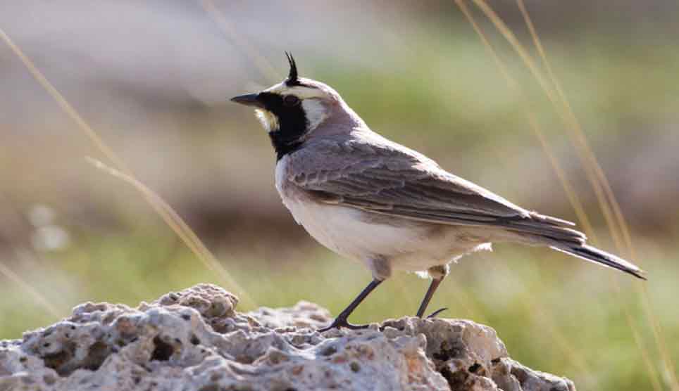 Horned Lark