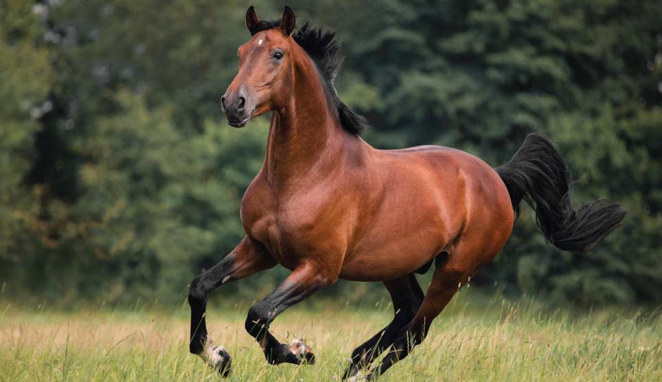 Horse 