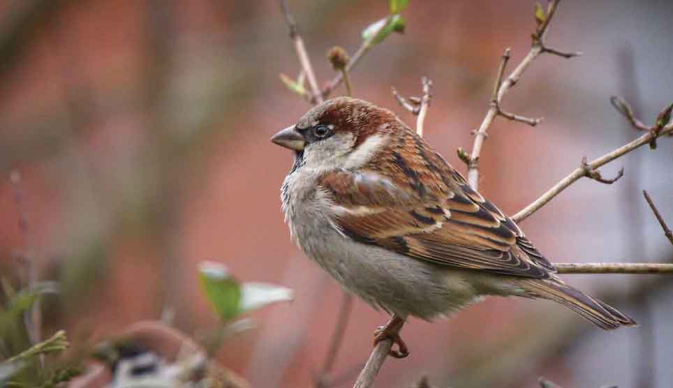 House Sparrow