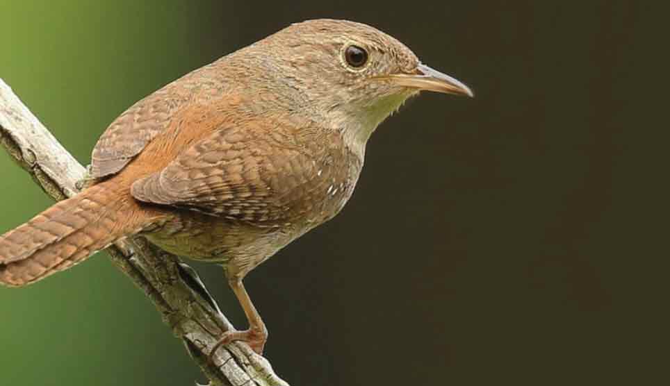 House Wren