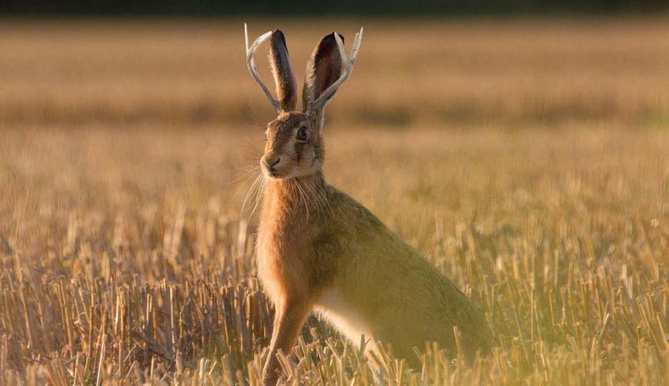 Jackalope