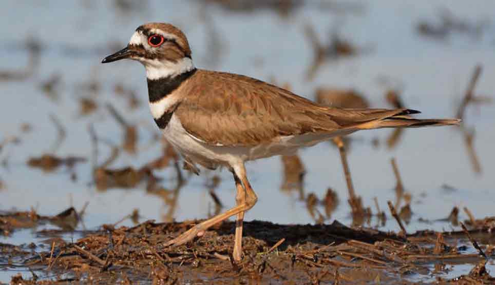 Killdeer