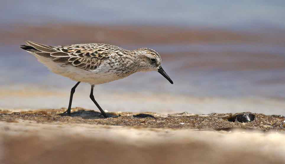 Least Sandpiper