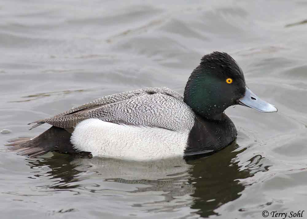 Lesser Scaup