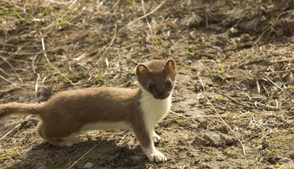 Long-tailed Weasel