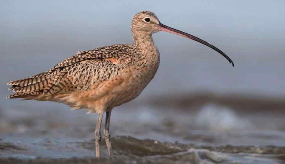 Long-Billed Curlew