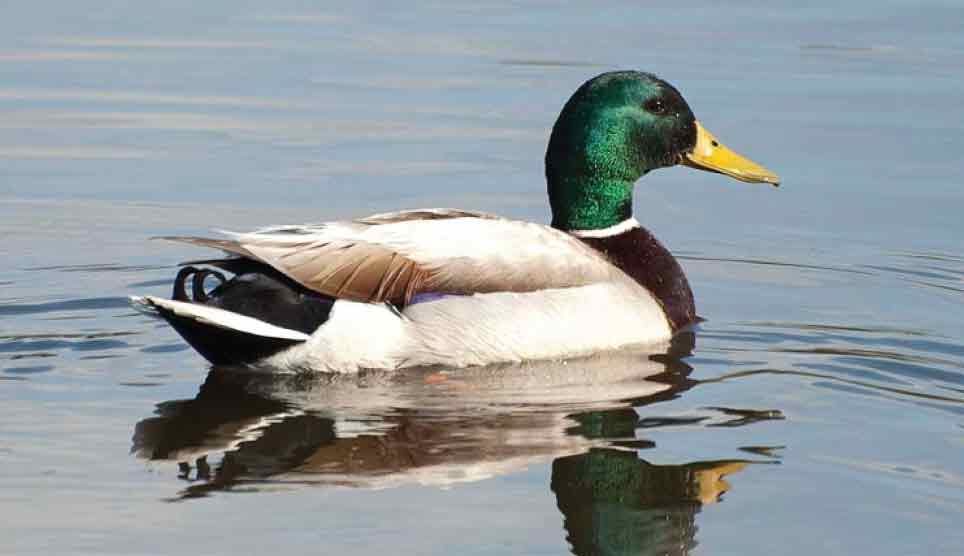 Mallard