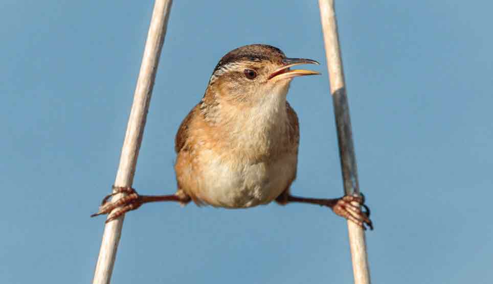 Marsh Wren