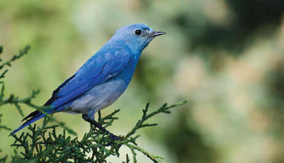 Mountain Bluebird