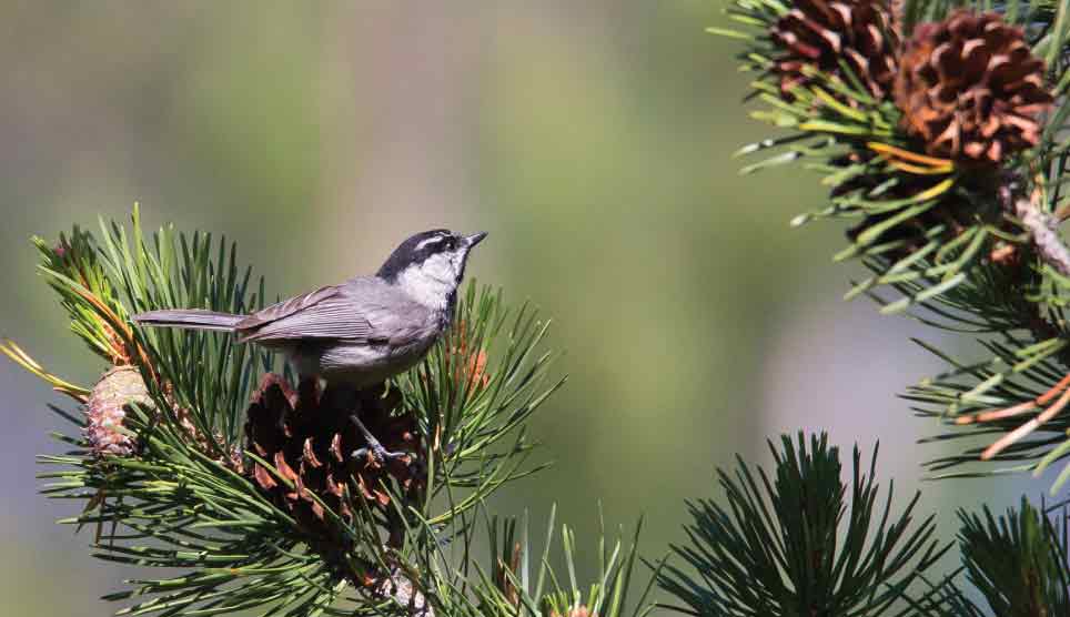 Mountain Chickadee