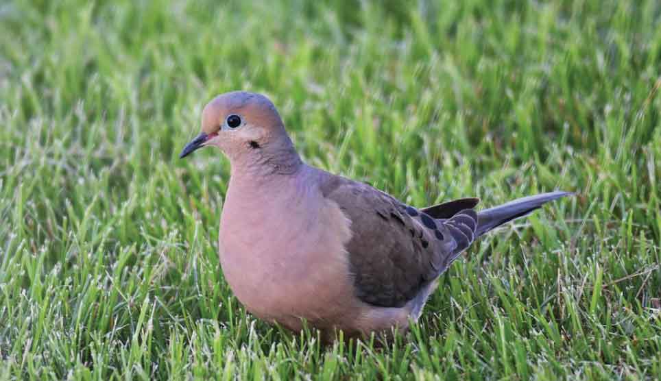 Mourning Dove