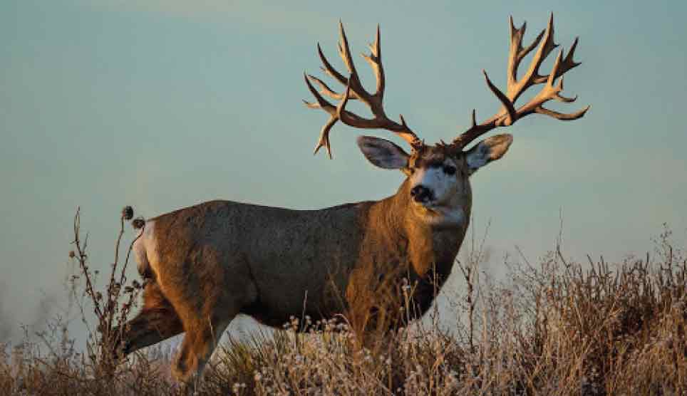 Mule Deer