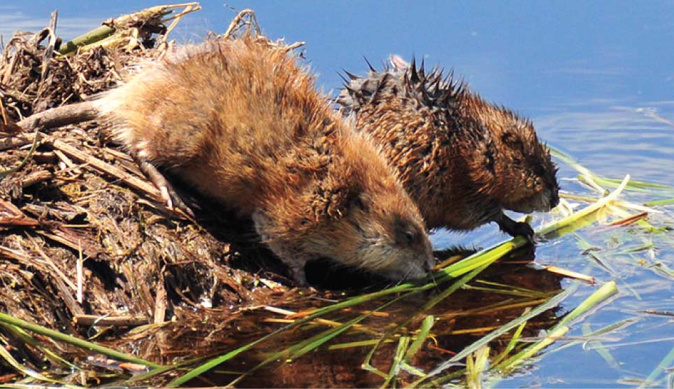 Muskrat