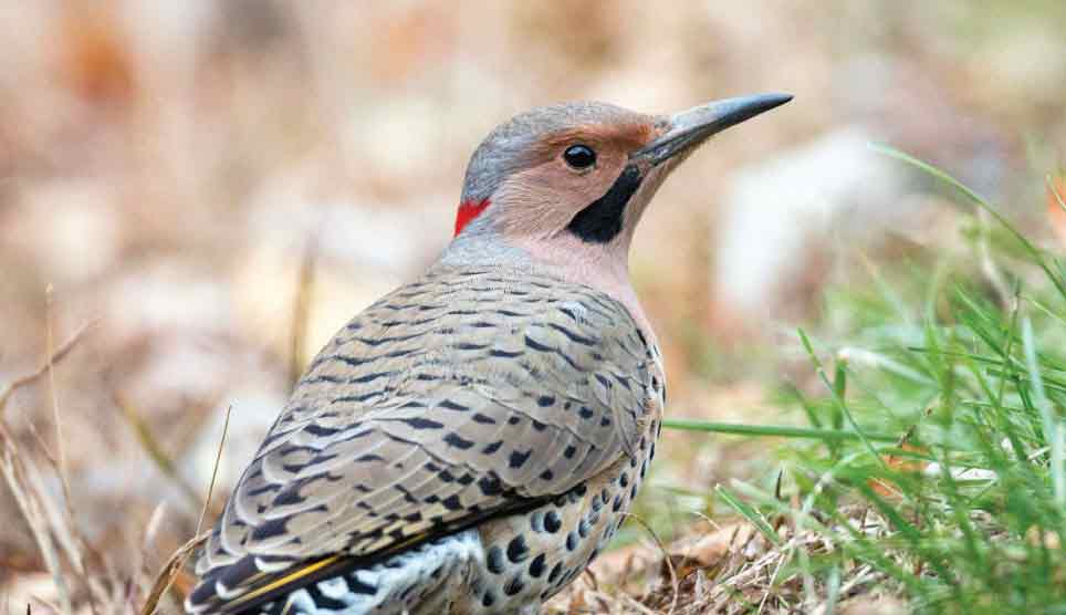 Northern Flicker