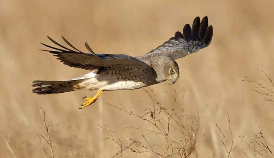 Northern Harrier