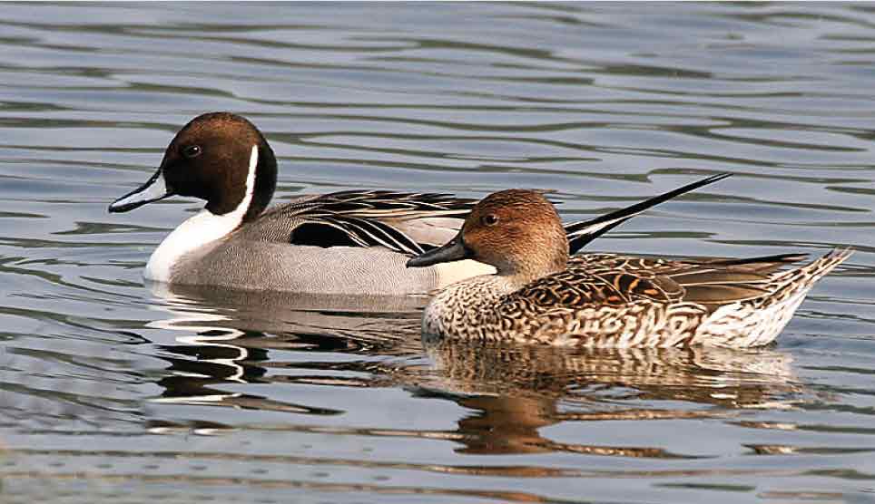 Northern Pintail