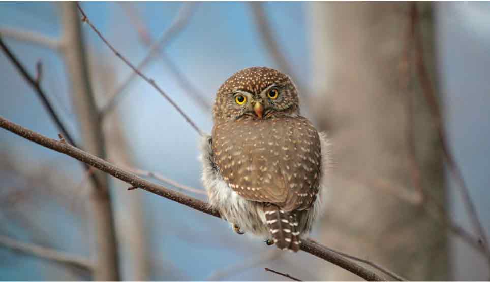 Northern Pygmy-Owl