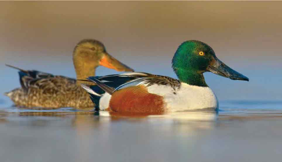 Northern Shoveler