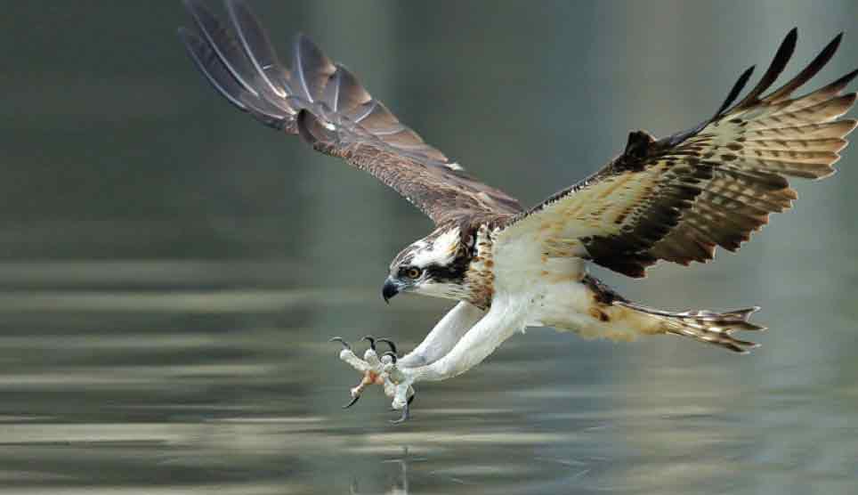 Osprey