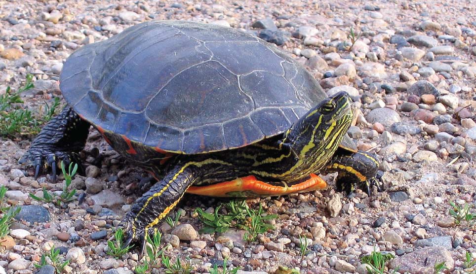 Painted Turtle